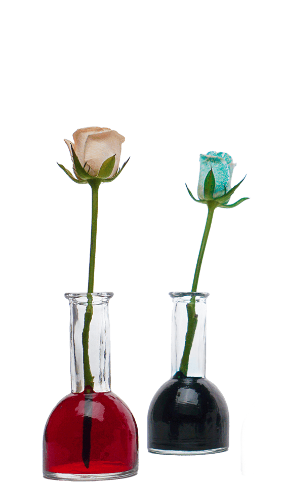 colored flowers